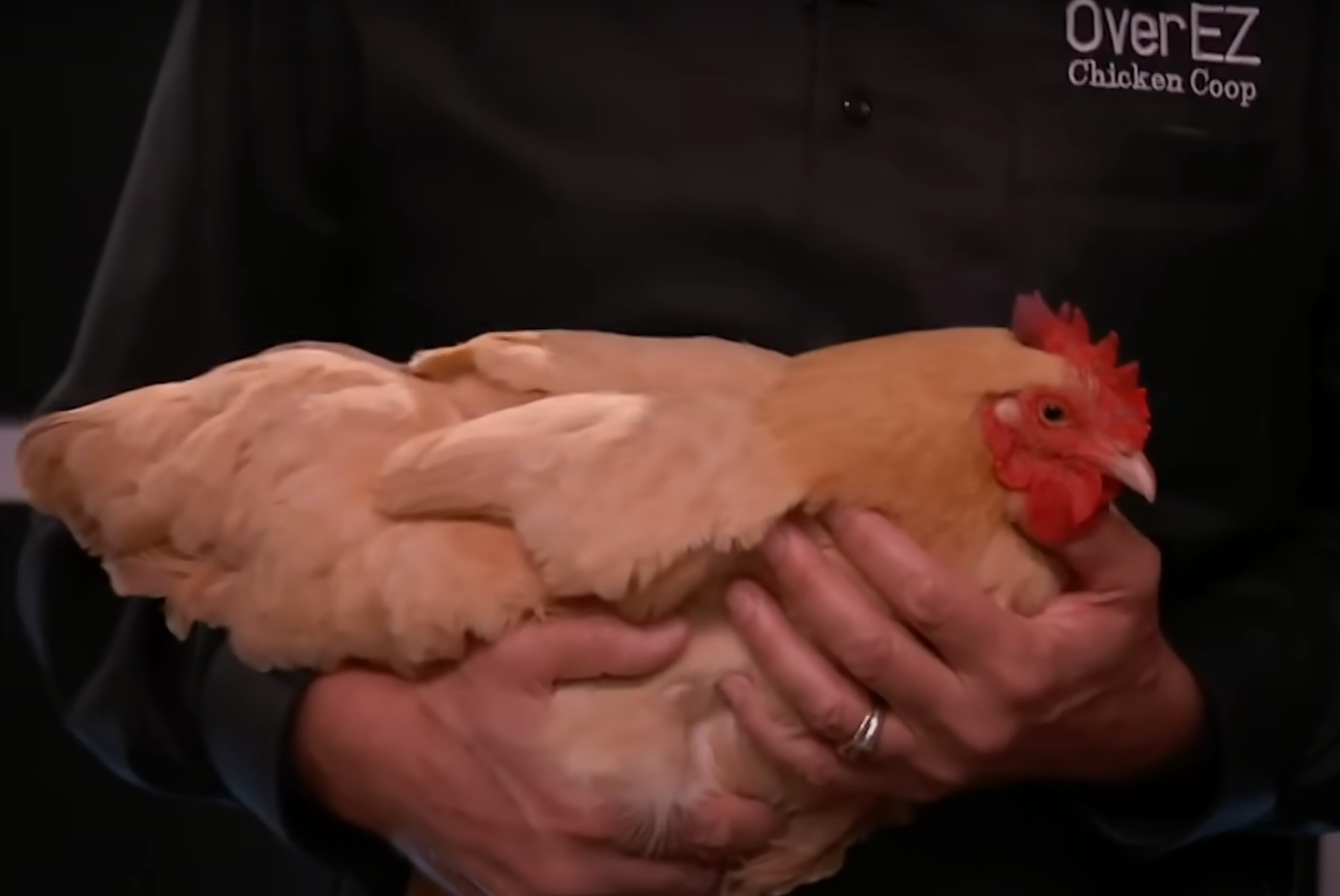 OverEZ Chicken Coops What Happened After Shark Tank SharkTankWiki