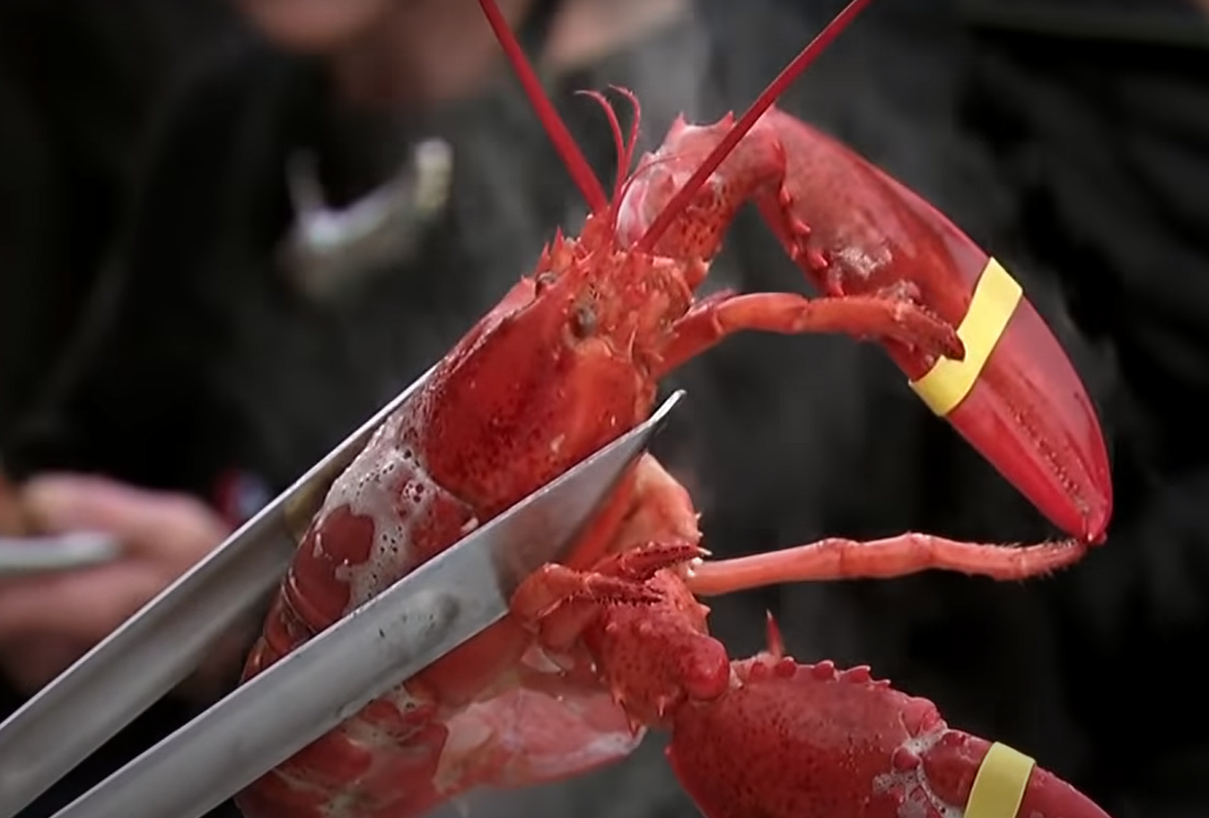 Cousins Maine Lobster: What Happened After Shark Tank - SharkTankWiki