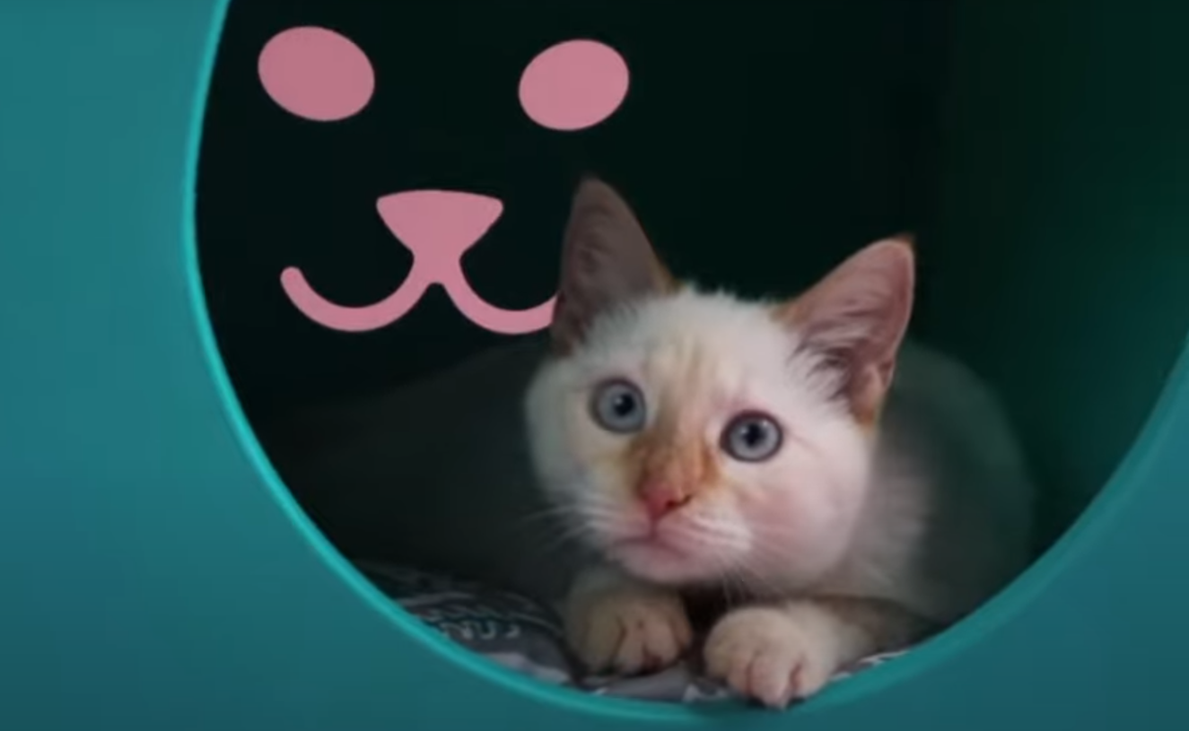 Kitty Kasas: What Happened After Shark Tank - SharkTankWiki